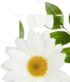 flower_1_61 1