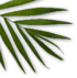 leaf_2 1 1 1